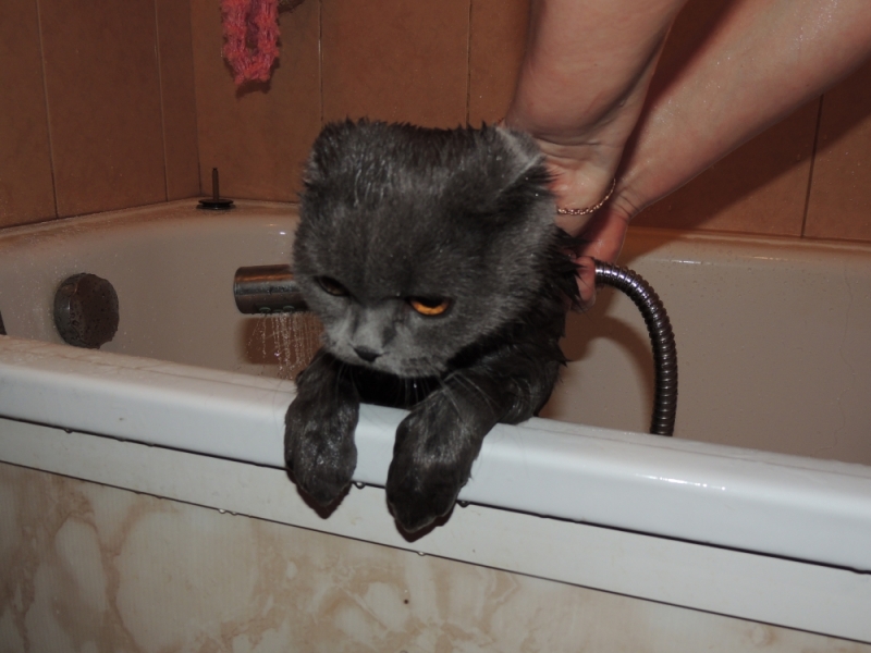 Поговорим о кошках35