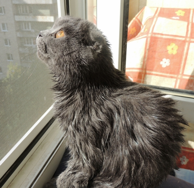 Поговорим о кошках35