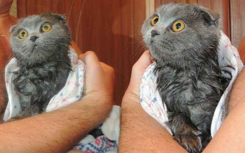 Поговорим о кошках35