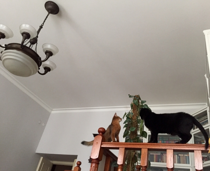 Поговорим о кошках35