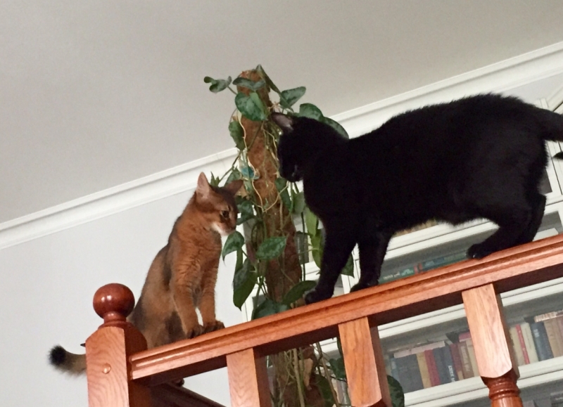 Поговорим о кошках35