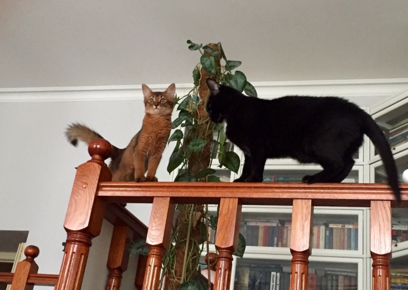 Поговорим о кошках35