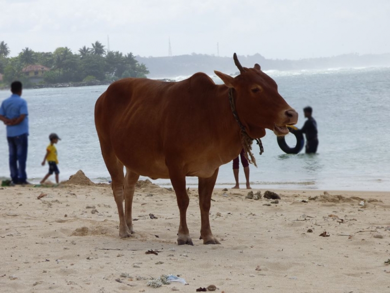 Шри-Ланка в июле-августе (маршрут 31 день на машине)