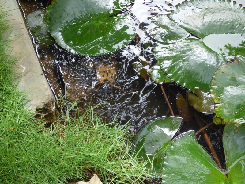 Шри-Ланка в июле-августе (маршрут 31 день на машине)