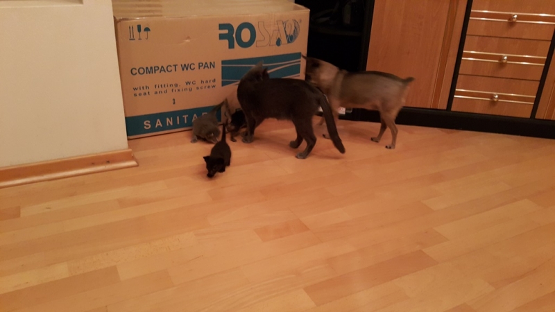 Поговорим о кошках35