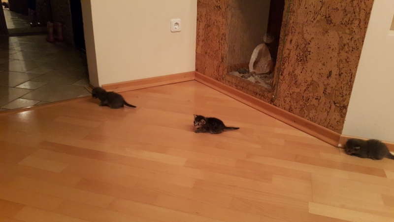 Поговорим о кошках35