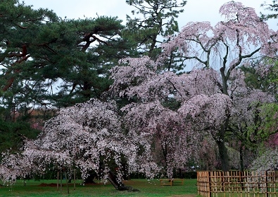 Япония в океане сакуры 2015: Tokyo-Kamakura-Osaka-Himeji-Kyoto-Yoshino-Hikone-гора Fuji