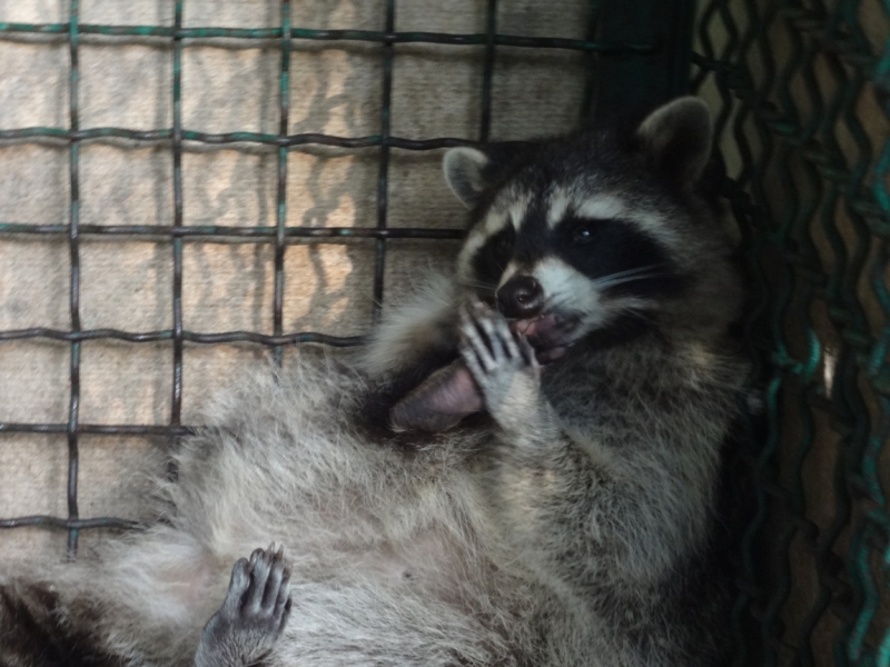 12 дней в Абхазии (Лдзаа, Пицунда, Гагра, Гудаута, Лыхны, Новый Афон, Сухум)