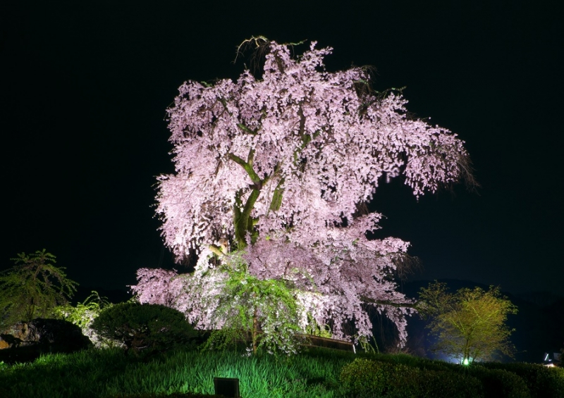 Япония в океане сакуры 2015: Tokyo-Kamakura-Osaka-Himeji-Kyoto-Yoshino-Hikone-гора Fuji