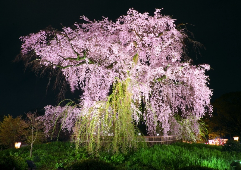 Япония в океане сакуры 2015: Tokyo-Kamakura-Osaka-Himeji-Kyoto-Yoshino-Hikone-гора Fuji