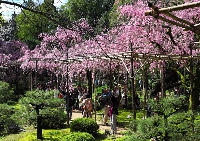 Япония в океане сакуры 2015: Tokyo-Kamakura-Osaka-Himeji-Kyoto-Yoshino-Hikone-гора Fuji