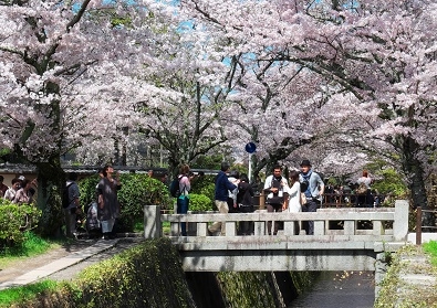 Япония в океане сакуры 2015: Tokyo-Kamakura-Osaka-Himeji-Kyoto-Yoshino-Hikone-гора Fuji