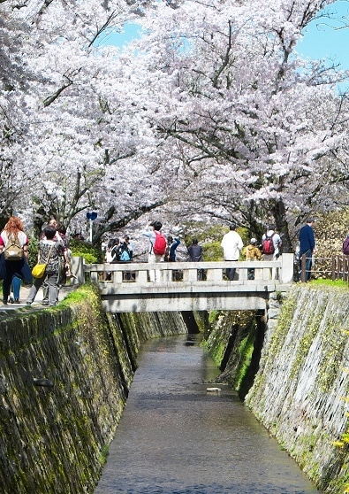 Япония в океане сакуры 2015: Tokyo-Kamakura-Osaka-Himeji-Kyoto-Yoshino-Hikone-гора Fuji