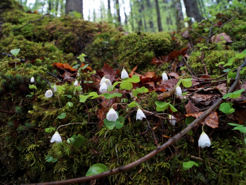 Нидерланды (Keukenhof, Rotterdam, Amsterdam, Delft, Den Haag и еще) + Бавария май 2015