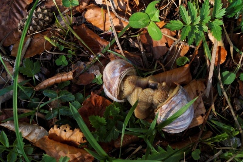 Нидерланды (Keukenhof, Rotterdam, Amsterdam, Delft, Den Haag и еще) + Бавария май 2015