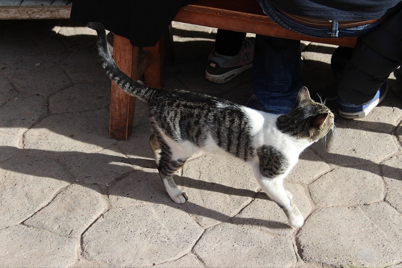 Мачу Пикчу и Каньон Колка. Видео + Фото