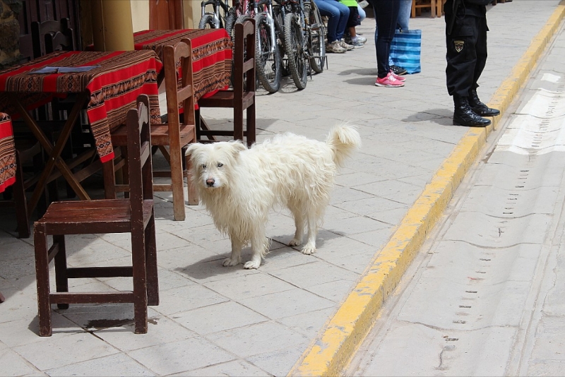 Мачу Пикчу и Каньон Колка. Видео + Фото
