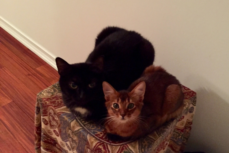 Поговорим о кошках35