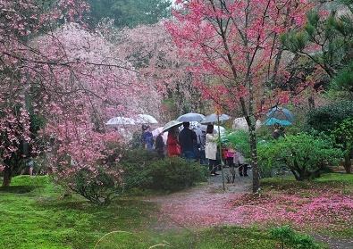 Япония в океане сакуры 2015: Tokyo-Kamakura-Osaka-Himeji-Kyoto-Yoshino-Hikone-гора Fuji