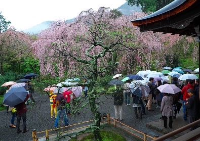 Япония в океане сакуры 2015: Tokyo-Kamakura-Osaka-Himeji-Kyoto-Yoshino-Hikone-гора Fuji