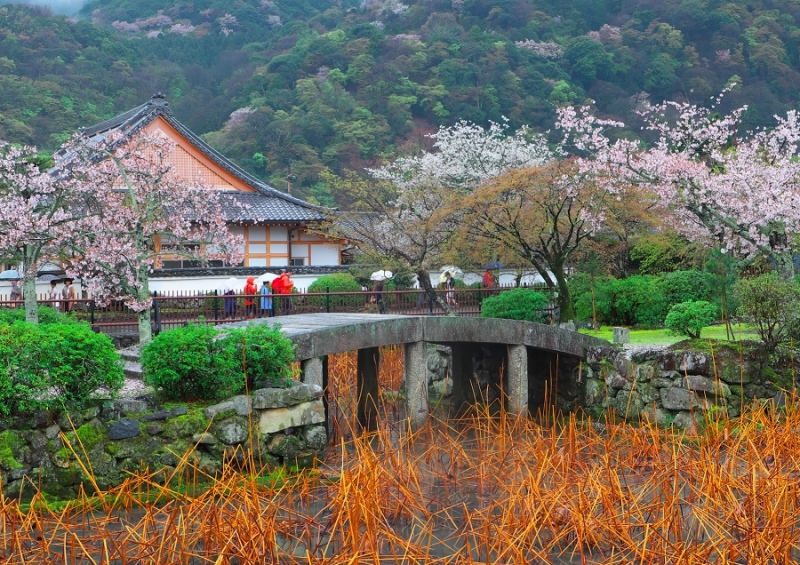 Япония в океане сакуры 2015: Tokyo-Kamakura-Osaka-Himeji-Kyoto-Yoshino-Hikone-гора Fuji