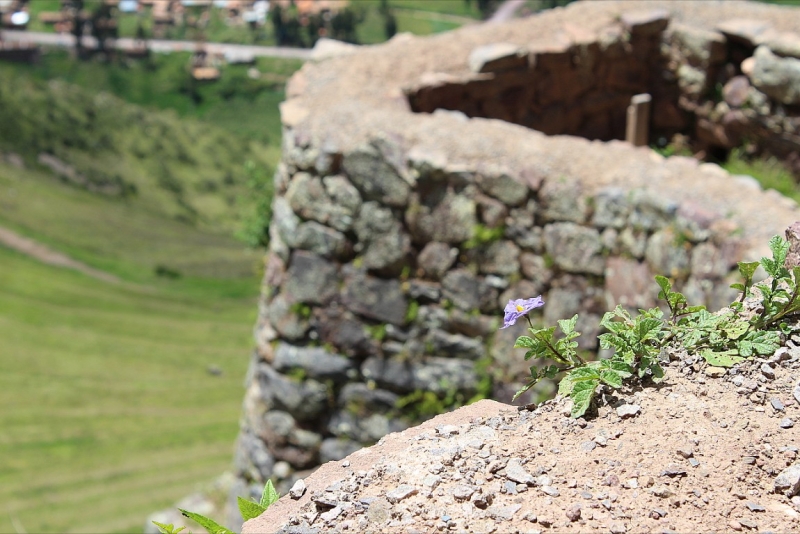 Мачу Пикчу и Каньон Колка. Видео + Фото