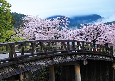 Япония в океане сакуры 2015: Tokyo-Kamakura-Osaka-Himeji-Kyoto-Yoshino-Hikone-гора Fuji