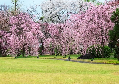 Япония в океане сакуры 2015: Tokyo-Kamakura-Osaka-Himeji-Kyoto-Yoshino-Hikone-гора Fuji