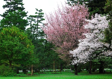 Япония в океане сакуры 2015: Tokyo-Kamakura-Osaka-Himeji-Kyoto-Yoshino-Hikone-гора Fuji