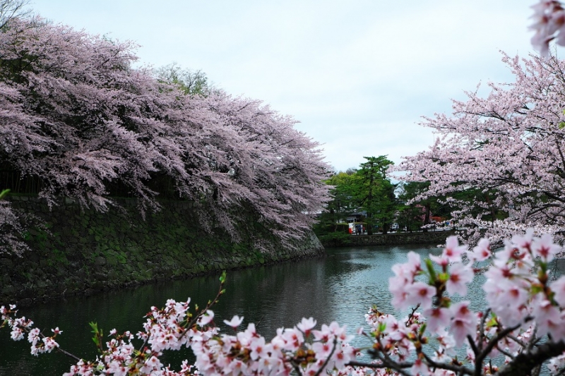 Япония в океане сакуры 2015: Tokyo-Kamakura-Osaka-Himeji-Kyoto-Yoshino-Hikone-гора Fuji