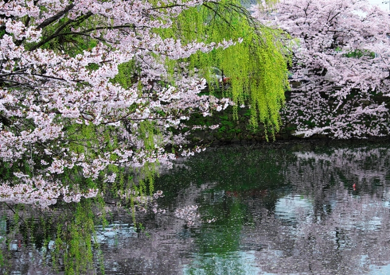 Япония в океане сакуры 2015: Tokyo-Kamakura-Osaka-Himeji-Kyoto-Yoshino-Hikone-гора Fuji