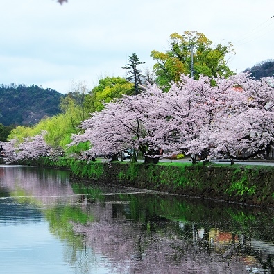 Япония в океане сакуры 2015: Tokyo-Kamakura-Osaka-Himeji-Kyoto-Yoshino-Hikone-гора Fuji