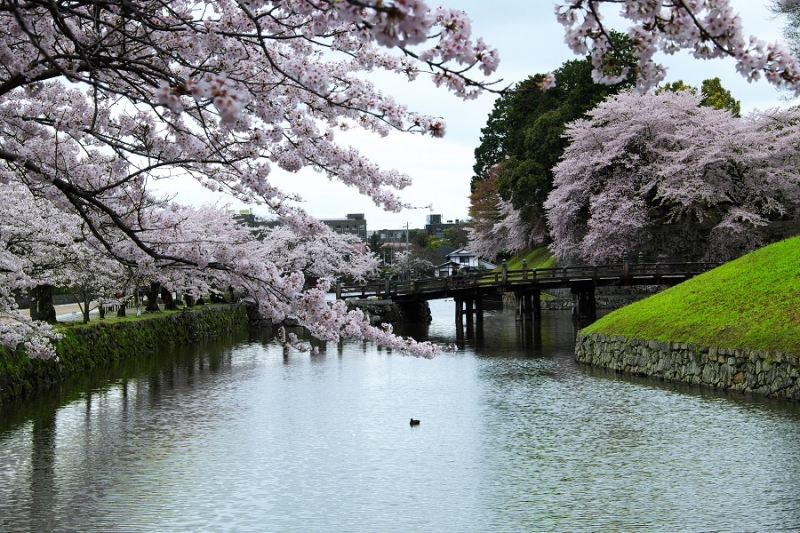 Япония в океане сакуры 2015: Tokyo-Kamakura-Osaka-Himeji-Kyoto-Yoshino-Hikone-гора Fuji