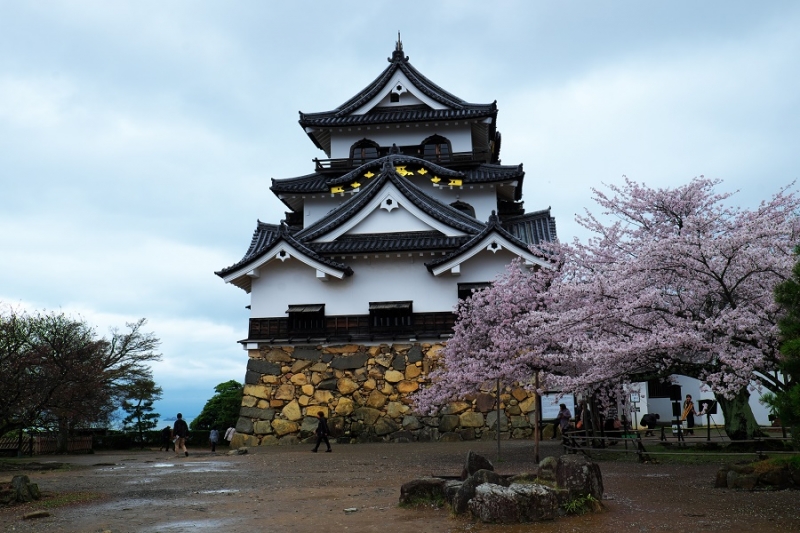 Япония в океане сакуры 2015: Tokyo-Kamakura-Osaka-Himeji-Kyoto-Yoshino-Hikone-гора Fuji