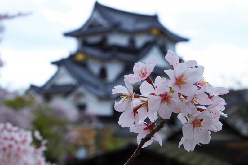 Япония в океане сакуры 2015: Tokyo-Kamakura-Osaka-Himeji-Kyoto-Yoshino-Hikone-гора Fuji