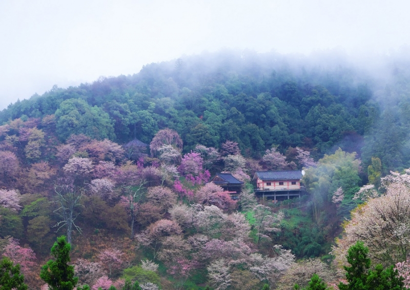 Япония в океане сакуры 2015: Tokyo-Kamakura-Osaka-Himeji-Kyoto-Yoshino-Hikone-гора Fuji