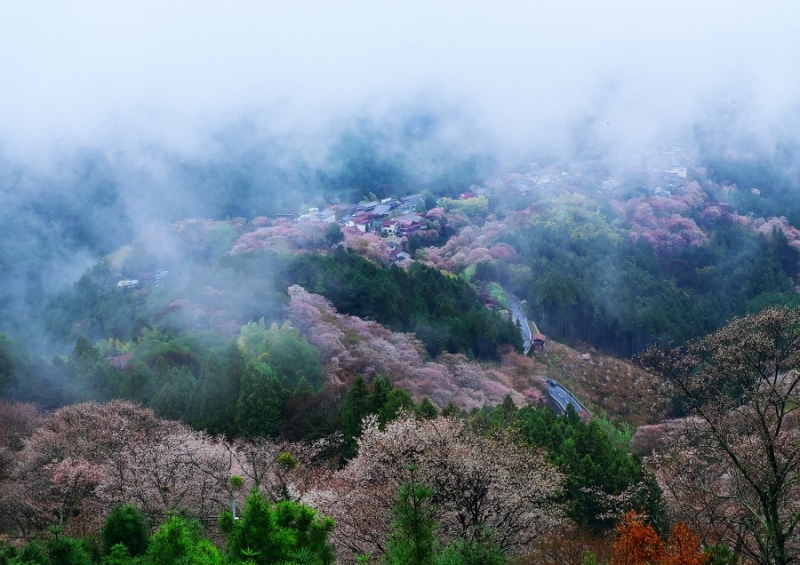 Япония в океане сакуры 2015: Tokyo-Kamakura-Osaka-Himeji-Kyoto-Yoshino-Hikone-гора Fuji