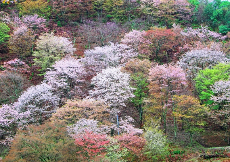 Япония в океане сакуры 2015: Tokyo-Kamakura-Osaka-Himeji-Kyoto-Yoshino-Hikone-гора Fuji