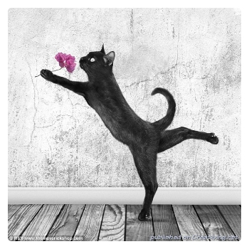 Поговорим о кошках35