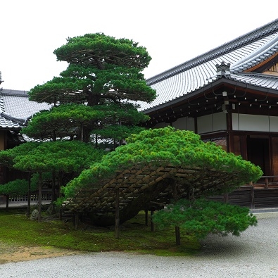 Япония в океане сакуры 2015: Tokyo-Kamakura-Osaka-Himeji-Kyoto-Yoshino-Hikone-гора Fuji