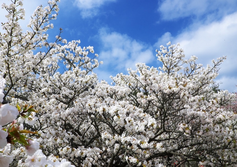 Япония в океане сакуры 2015: Tokyo-Kamakura-Osaka-Himeji-Kyoto-Yoshino-Hikone-гора Fuji