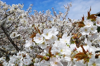 Япония в океане сакуры 2015: Tokyo-Kamakura-Osaka-Himeji-Kyoto-Yoshino-Hikone-гора Fuji