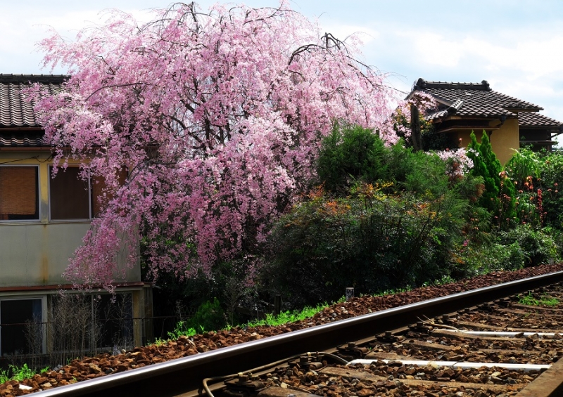 Япония в океане сакуры 2015: Tokyo-Kamakura-Osaka-Himeji-Kyoto-Yoshino-Hikone-гора Fuji