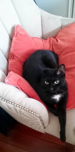 Поговорим о кошках35