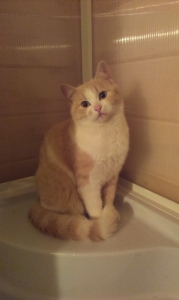 Поговорим о кошках35