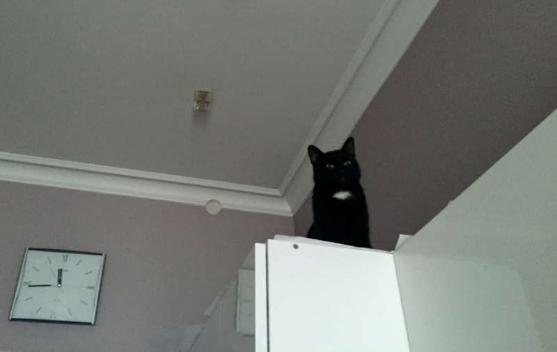 Поговорим о кошках35