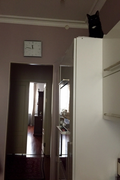 Поговорим о кошках35