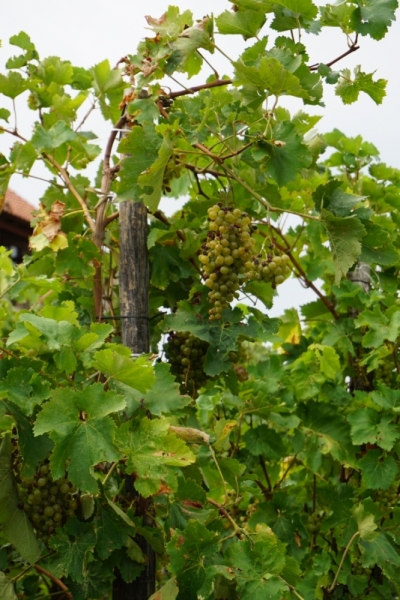 Грузия – страна, куда хочется вернуться. Сентябрь 2015.