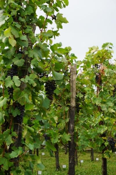 Грузия – страна, куда хочется вернуться. Сентябрь 2015.