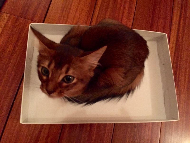 Поговорим о кошках35